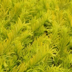 Golden Dragon Plum Yew (Cephalotaxus Harringtonia) - 6 Pack Of 1 Gallon Pots -Green Garden Outdoor Shop cephalotaxus harringtonia golden dragon japanese yew 24