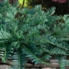 Creeping Japanese Plum Yew (Cephalotaxus Harringtonia 'Prostrata') - 3 Gallon Pot