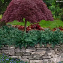 Creeping Japanese Plum Yew (Cephalotaxus Harringtonia 'Prostrata') - 7 Gallon Pot -Green Garden Outdoor Shop cephalotaxus harringtonia prostrata creeping japanese yew 33 3