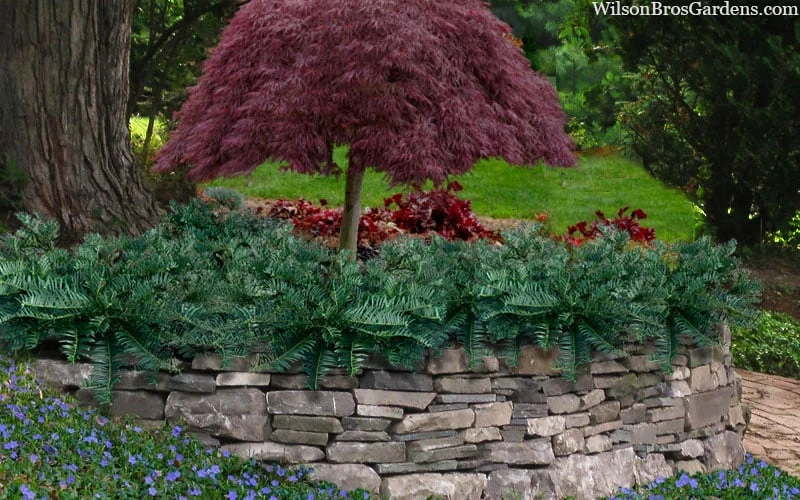 Creeping Japanese Plum Yew (Cephalotaxus Harringtonia 'Prostrata') - 3 Gallon Pot 4 Creeping Japanese Plum Yew (Cephalotaxus Harringtonia 'Prostrata') - 3 Gallon Pot - Image 4