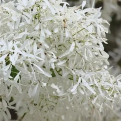 China Snow Chinese Fringe Tree (Chionanthus Retusus) - 7 Gallon Pot (6-7') -Green Garden Outdoor Shop chionanthus retusus china snow chinese fringe tree 1