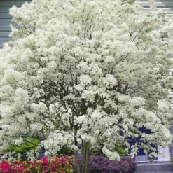 China Snow Chinese Fringe Tree (Chionanthus Retusus) - 7 Gallon Pot (6-7')