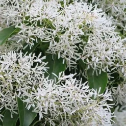 China Snow Chinese Fringe Tree (Chionanthus Retusus) - 7 Gallon Pot (6-7') -Green Garden Outdoor Shop chionanthus retusus china snow chinese fringe tree 5