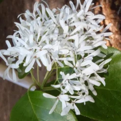 China Snow Chinese Fringe Tree (Chionanthus Retusus) - 7 Gallon Pot (6-7') -Green Garden Outdoor Shop chionanthus retusus tokyo tower chinese fringe tree 4