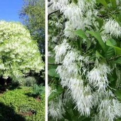 Grancy Graybeard - White Fringe Tree - 7 Gallon Pot (2-3') -Green Garden Outdoor Shop chionanthus virginicus grancy greybeard single stem tree 1 1
