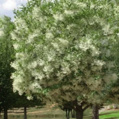 Grancy Graybeard - White Fringe Tree - 7 Gallon Pot (2-3') -Green Garden Outdoor Shop chionanthus virginicus grancy greybeard single stem tree 2 1