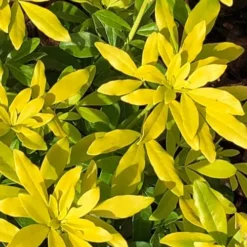 Goldfingers Mexican Orange Blossom (Choisya) - 1 Gallon Pot 14 Goldfingers Mexican Orange Blossom (Choisya) - 1 Gallon Pot -Green Garden Outdoor Shop choisya ternata goldfinger mexican orange blossom 1