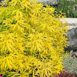 Goldfingers Mexican Orange Blossom (Choisya) - 1 Gallon Pot