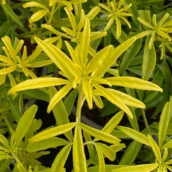 Goldfingers Mexican Orange Blossom (Choisya) - 1 Gallon Pot 15 Goldfingers Mexican Orange Blossom (Choisya) - 1 Gallon Pot -Green Garden Outdoor Shop choisya ternata goldfinger mexican orange blossom 2