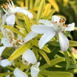 Goldfingers Mexican Orange Blossom (Choisya) - 1 Gallon Pot 11 Goldfingers Mexican Orange Blossom (Choisya) - 1 Gallon Pot -Green Garden Outdoor Shop choisya ternata goldfinger mexican orange blossom 3