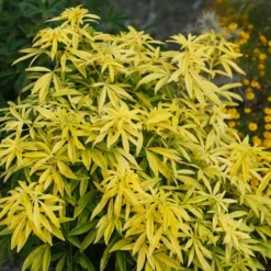 Goldfingers Mexican Orange Blossom (Choisya) - 1 Gallon Pot 12 Goldfingers Mexican Orange Blossom (Choisya) - 1 Gallon Pot -Green Garden Outdoor Shop choisya ternata goldfinger mexican orange blossom 7