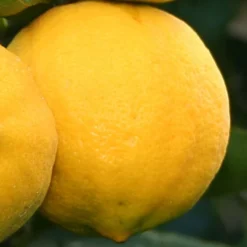 Meyer Lemon Tree (Citrus X Meyeri) - 5 Gallon Pot -Green Garden Outdoor Shop citrus meyeri meyer lemon tree 4