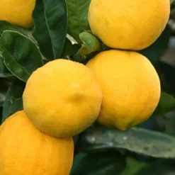 Meyer Lemon Tree (Citrus X Meyeri) - 5 Gallon Pot -Green Garden Outdoor Shop citrus meyeri meyer lemon tree 5