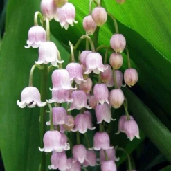 Pink Lily Of The Valley (Convallaria Majalis 'Rosea') - 1 Gallon Pot -Green Garden Outdoor Shop convallaria majalis rosea pink lily of the valley 1
