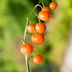 Pink Lily Of The Valley (Convallaria Majalis 'Rosea') - 1 Gallon Pot -Green Garden Outdoor Shop convallaria majalis rosea pink lily of the valley 5