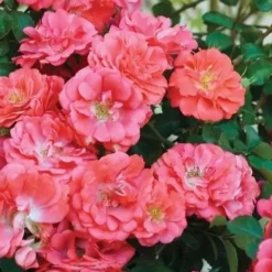 Coral Drift Groundcover Rose - 1 Gallon Pot -Green Garden Outdoor Shop coral drift rose 102