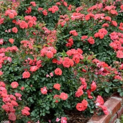 Coral Drift Groundcover Rose - 1 Gallon Pot -Green Garden Outdoor Shop coral drift rose 104