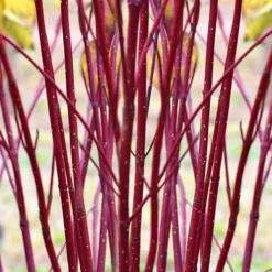 Red Osier Red Twig Dogwood (Cornus Sericea) - 2 Gallon Pot -Green Garden Outdoor Shop cornus sericera red osier dogwood 1