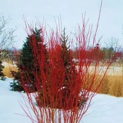 Red Osier Red Twig Dogwood (Cornus Sericea) - 2 Gallon Pot -Green Garden Outdoor Shop cornus sericera red osier dogwood 4