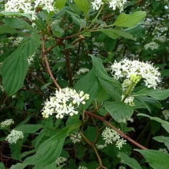 Red Osier Red Twig Dogwood (Cornus Sericea) - 2 Gallon Pot -Green Garden Outdoor Shop cornus sericera red osier dogwood 5
