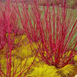 Red Osier Red Twig Dogwood (Cornus Sericea) - 2 Gallon Pot