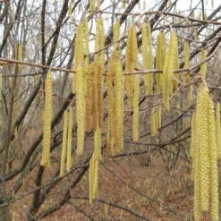 American Hazelnut (Filbert) - 1 Gallon Pot -Green Garden Outdoor Shop corylus american american hazelnut fall leaves 10