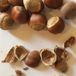 American Hazelnut (Filbert) - 3 Gallon Pot 17 American Hazelnut (Filbert) - 3 Gallon Pot -Green Garden Outdoor Shop corylus american american hazelnut fall leaves 11 2