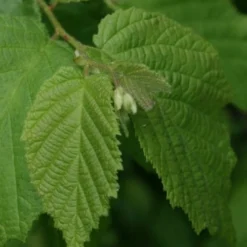 American Hazelnut (Filbert) - 1 Gallon Pot -Green Garden Outdoor Shop corylus american american hazelnut fall leaves 12