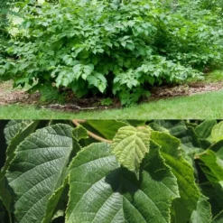 American Hazelnut (Filbert) - 3 Gallon Pot 12 American Hazelnut (Filbert) - 3 Gallon Pot -Green Garden Outdoor Shop corylus american american hazelnut fall leaves 13 2