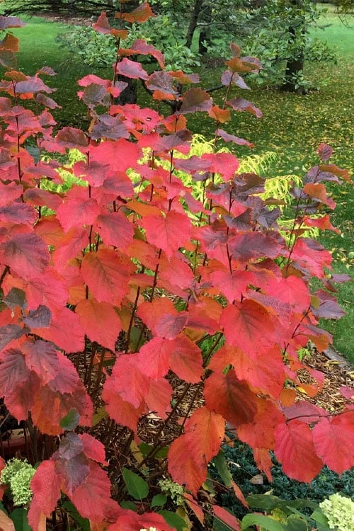 American Hazelnut (Filbert) - 3 Gallon Pot 1 American Hazelnut (Filbert) - 3 Gallon Pot