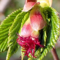 American Hazelnut Filbert (Corylus Americana) - 3 Pack Of 1.5 Quart Pots -Green Garden Outdoor Shop corylus american american hazelnut fall leaves 8 1