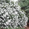 Acoma Weeping White Crape Myrtle - 1 Gallon Pot