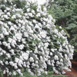 Acoma Weeping White Crape Myrtle - 6 Pack Of 1 Gallon Pots