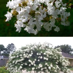 Acoma Weeping White Crape Myrtle - 1 Gallon Pot -Green Garden Outdoor Shop crape myrtle acoma 500x750 2