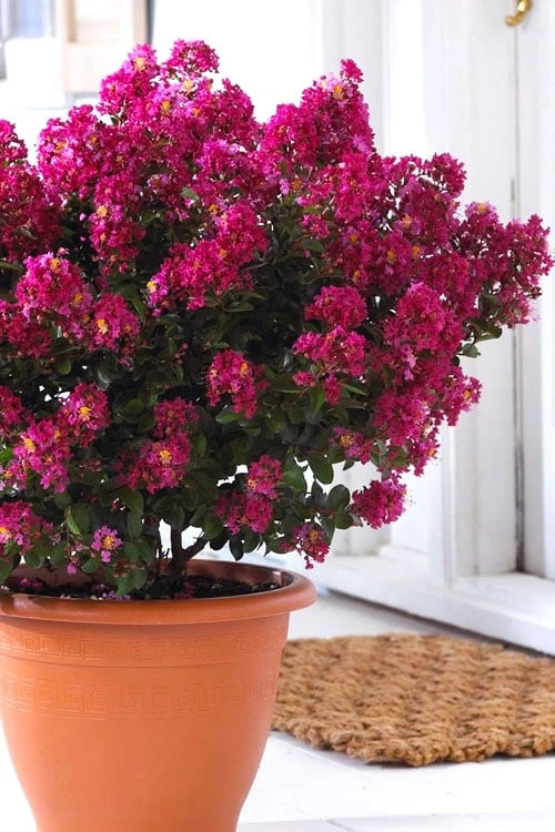 Berry Dazzle Dwarf Crape Myrtle - 1 Gallon Pot 1 Berry Dazzle Dwarf Crape Myrtle - 1 Gallon Pot