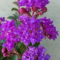 Catawba Purple Crape Myrtle - 3 Gallon Pot