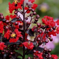 Center Stage Red Black Leaf Crape Myrtle -2 Gallon Pot -Green Garden Outdoor Shop crape myrtle center stage red 1