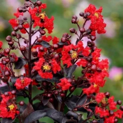 Center Stage Red Black Leaf Crape Myrtle -2 Gallon Pot
