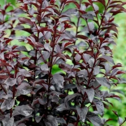 Center Stage Red Black Leaf Crape Myrtle -2 Gallon Pot -Green Garden Outdoor Shop crape myrtle center stage red 4