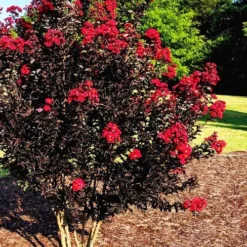 Center Stage Red Black Leaf Crape Myrtle -2 Gallon Pot -Green Garden Outdoor Shop crape myrtle center stage red 5