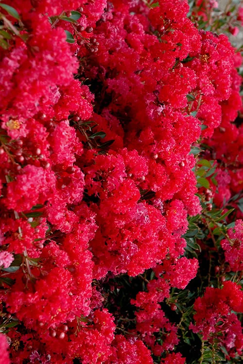 Cherry Dazzle Dwarf Crape Myrtle - 2 Gallon Pot 7 Cherry Dazzle Dwarf Crape Myrtle - 2 Gallon Pot - Image 7