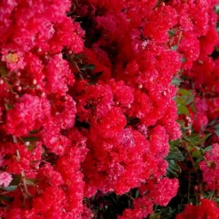Cherry Dazzle Dwarf Crape Myrtle - 1 Gallon Pot 13 Cherry Dazzle Dwarf Crape Myrtle - 1 Gallon Pot -Green Garden Outdoor Shop crape myrtle cherry dazzle 30