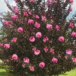 Delta Jazz Crape Myrtle - 2 Gallon Pot 9 Delta Jazz Crape Myrtle - 2 Gallon Pot -Green Garden Outdoor Shop crape myrtle delta jazz 50