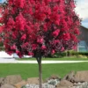 Double Dynamite Crape Myrtle Tree (Single Trunk Tree) - 7 Gallon Pot (5-6')