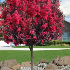 Double Dynamite Crape Myrtle Tree (Single Trunk Tree) - 7 Gallon Pot (5-6')