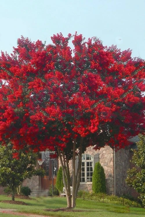 Dynamite Red Crape Myrtle - 7 Gallon Pot (5-6') 5 Dynamite Red Crape Myrtle - 7 Gallon Pot (5-6') - Image 5