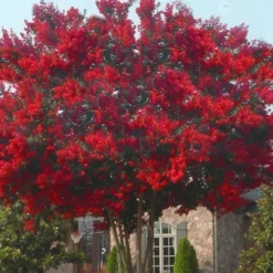 Dynamite Red Crape Myrtle - 7 Gallon Pot (3-4') -Green Garden Outdoor Shop crape myrtle dynamite 10 3