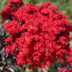Ebony Flame Crape Myrtle - 2 Gallon Pot -Green Garden Outdoor Shop crape myrtle ebony flame flower closeup