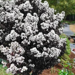 Lunar Magic Crape Myrtle Tree (Multi Trunk) - 3 Gallon Pot