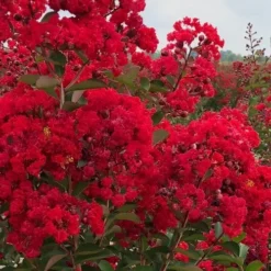 Miss Frances Red Crape Myrtle - 3 Gallon Pot -Green Garden Outdoor Shop crape myrtle miss frances red 1